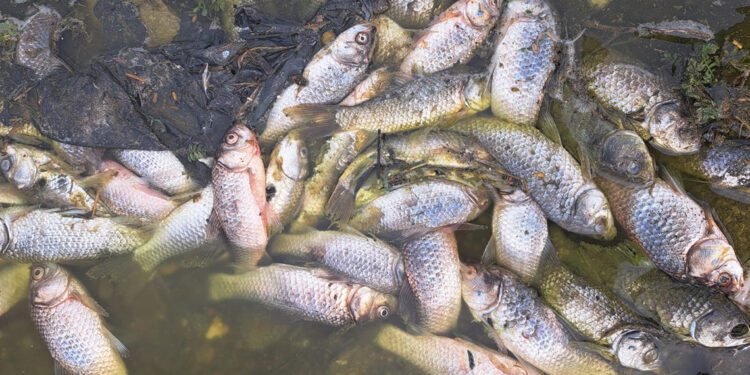 'Kuş cenneti' Kabaklı Göleti'nde toplu balık ölümleri