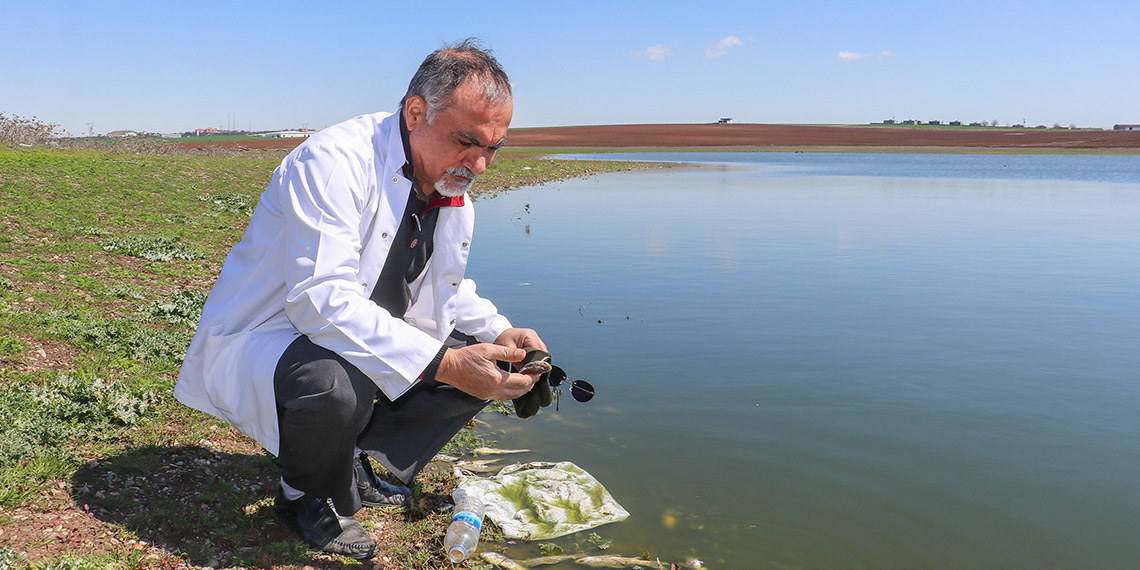 'Kuş cenneti' Kabaklı Göleti'nde toplu balık ölümleri