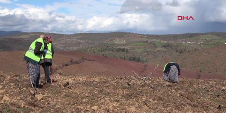Kütahya'da yanan ormanlar yeniden yeşillendiriliyor