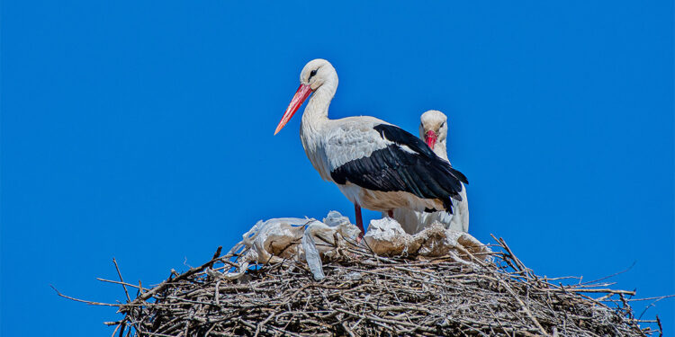 Leylekler, kışı Dicle Vadisi'nde geçirdi