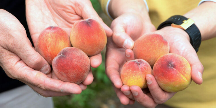 Şeftalinin kilosu 300 liradan ihraç ediliyor