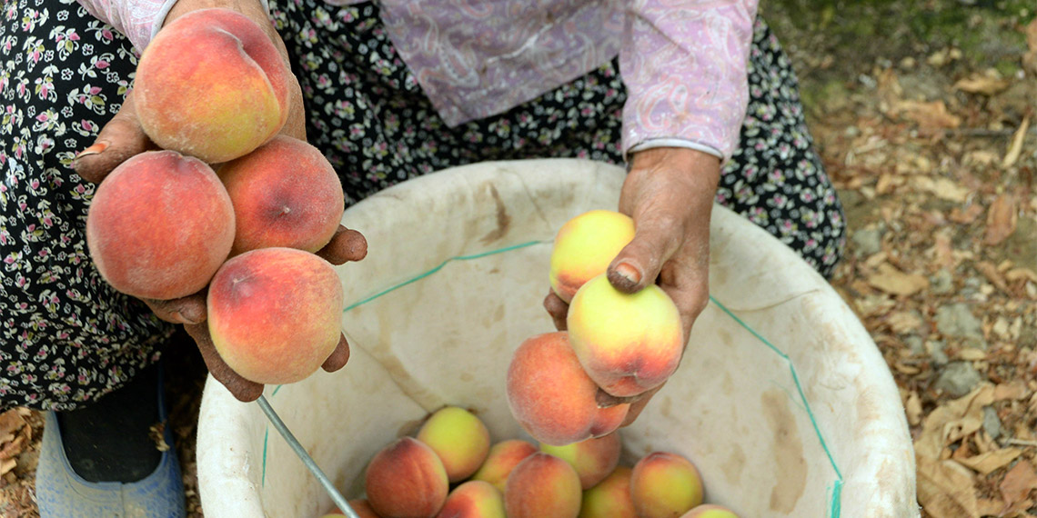 Mersin'de örtü atlı yetiştirilen şeftali ve nektarinde hasat dönemi başladı. Şeftalinin kilosu 300 liradan başta Rusya, Almanya ve Katar olmak üzere birçok ülkeye ihraç ediliyor.