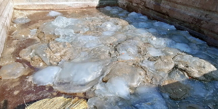 Mersin sahillerine çok sayıda denizanası ölüsü vurdu