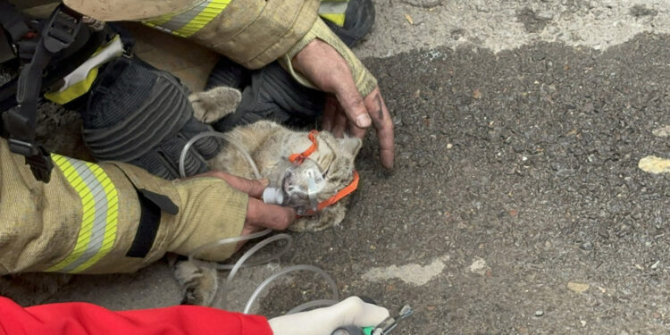 Maltepe'de 4 katlı binada yangın