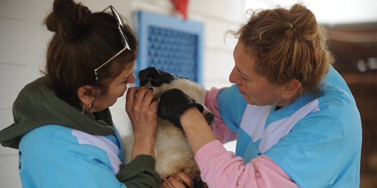 Merdiven altı üretilen 30 cins köpek kurtarıldı; bakımsızlıktan kör olmuş