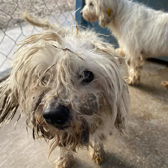 Merdiven altı üretilen 30 cins köpek kurtarıldı; bakımsızlıktan kör olmuş