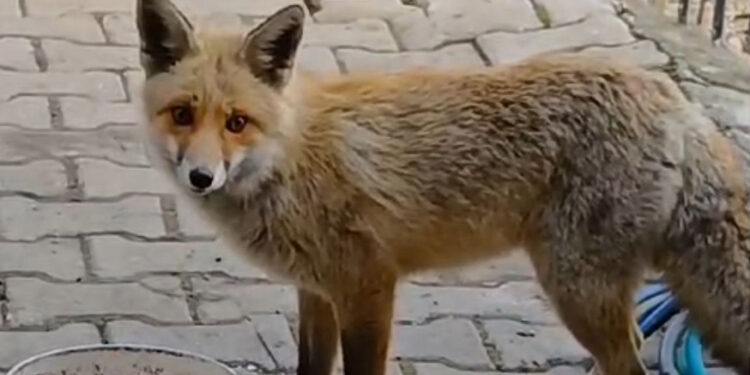 Muhtar, her gün evinin önüne gelen tilkiyi besliyor