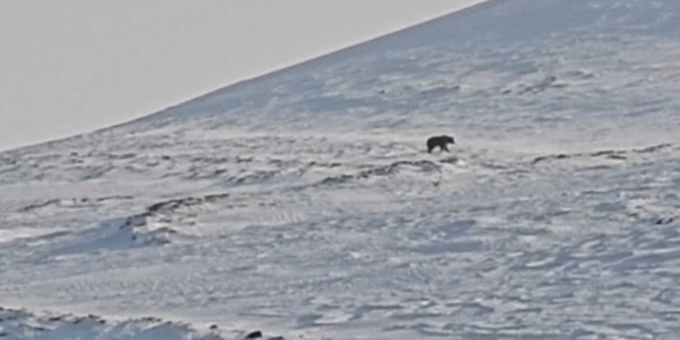 Nemrut'ta ayılar kış uykusundan uyandı