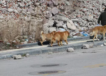 Okul yolunda sokak köpeği korkusu