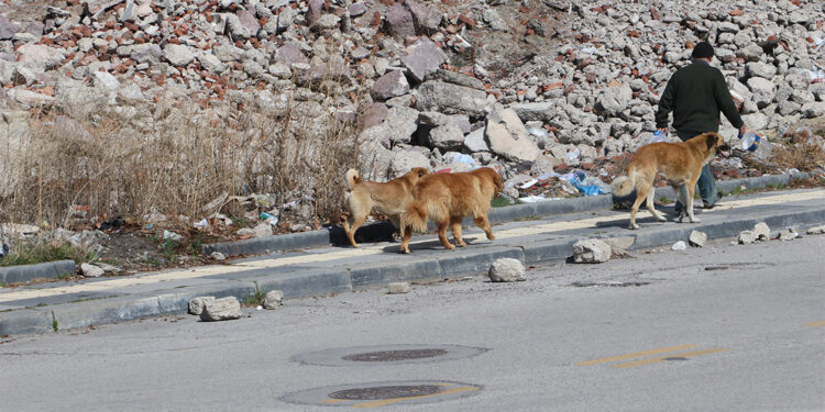 Okul yolunda sokak köpeği korkusu
