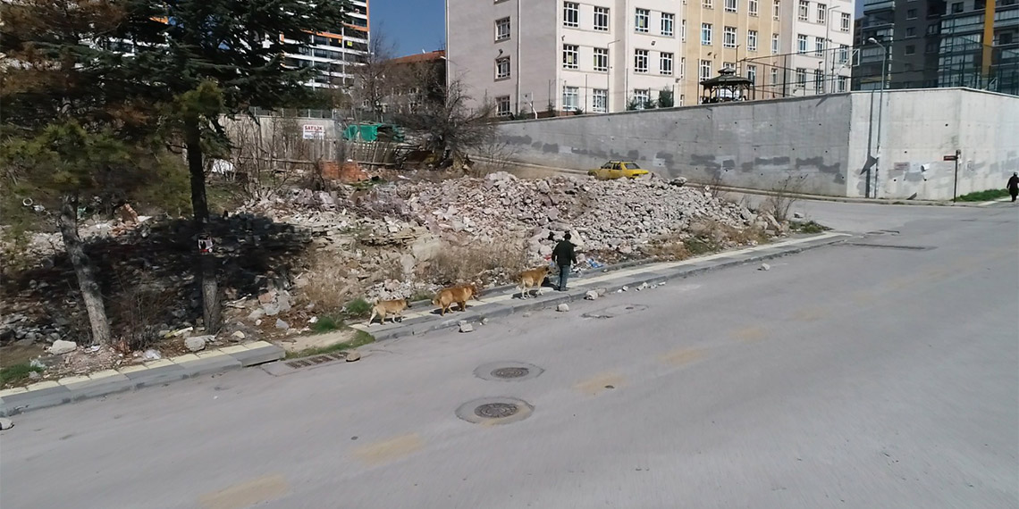Ankara'da, aynı bölgedeki 3 okulda eğitim gören 1500 öğrenci, yakındaki boş arazide beslenen sokak köpekleri nedeniyle korkuyla okula gidip geliyor. Bazı öğrencilere okul yolunda velileri eşlik ederken, Yusuf Talha Fidan, köpeklerin saldırısı sonucu hafif yaralandı.