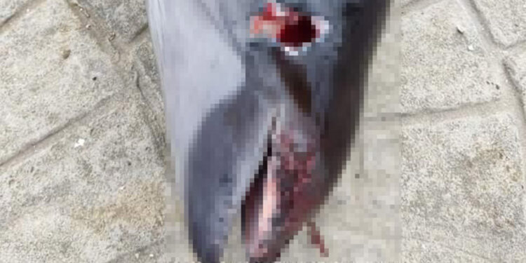 Kocaeli'de ölü yunus sahile vurdu