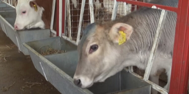 OMÜ'de 'Buzağı Can Sütü' projesi; ağız sütü toz haline getirildi