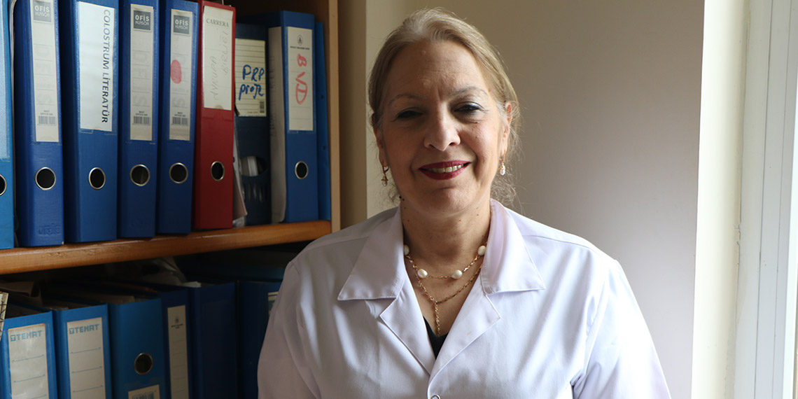 OMÜ'de 'Buzağı Can Sütü' projesi; ağız sütü toz haline getirildi