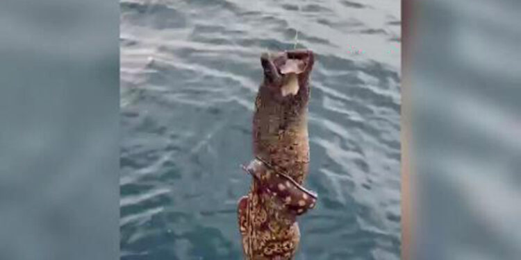 Oltayla 1 metre boyunda müren yakaladı