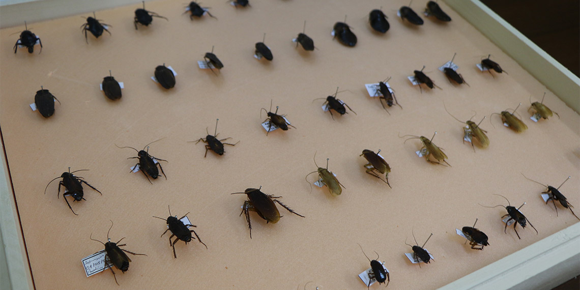 Samsun Ondokuz Mayıs Üniversitesi'nden (OMÜ) Prof. Dr. İzzet Akça, havaların ısınmaya başladığı nisan ve mayıs aylarına dikkati çekip, "Bu aydan itibaren vektörlere karşı ciddi önlemler almamız lazım" dedi.