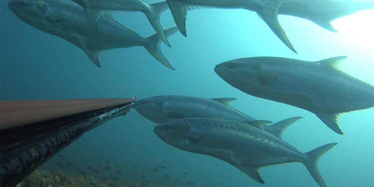 Yağış azaldıkça balık azalır