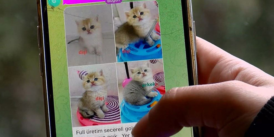 Pet shopta yasaklanan hayvan satışının ardından, internet üzerinden yapılan satışlar arttı. Binlerce kişinin üye olduğu Telegram gruplarında, satışlar fotoğraflı ve videolu reklamlarla yapılıyor.
