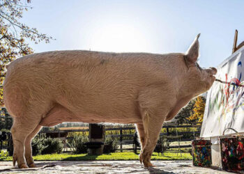 Ressam domuz ‘Pigcasso’ hayatını kaybetti