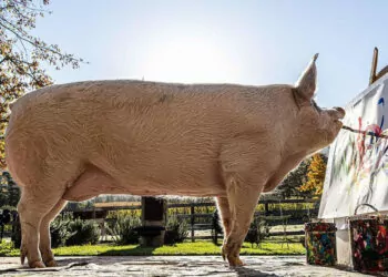 Ressam domuz ‘pigcasso’ hayatını kaybetti