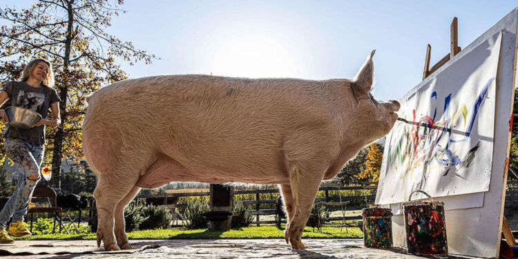 Ressam domuz ‘Pigcasso’ hayatını kaybetti