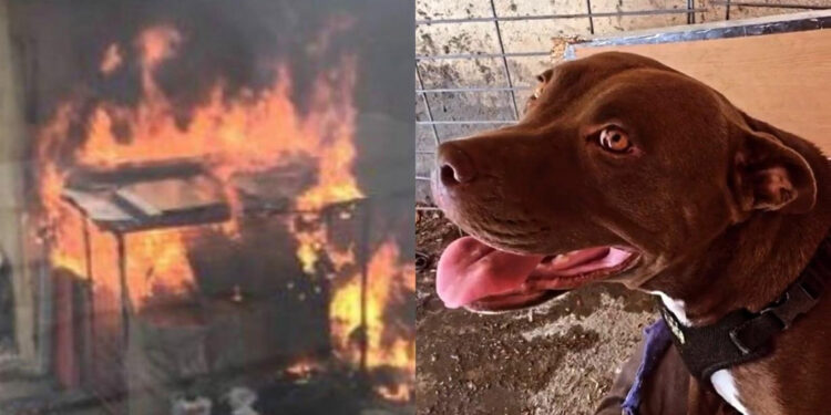 Şila'nın katiline verilen cezanın gerekçesi açıklandı