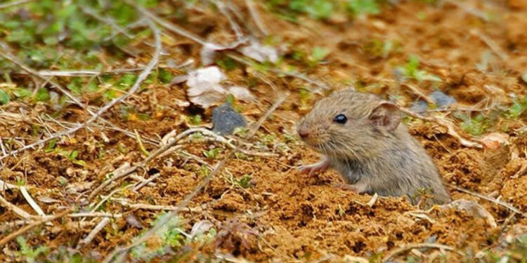 Sivas'ta 'Tarla faresi' tehdidi