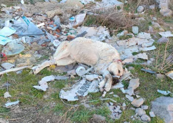 Sokak köpeği ağzı ve ayakları bağlı olarak ölü bulundu