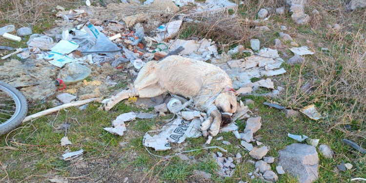 Sokak köpeği ağzı ve ayakları bağlı olarak ölü bulundu
