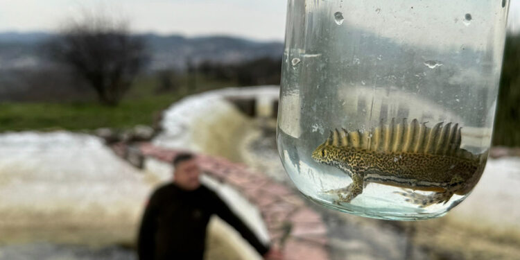 Süs havuzunda 30 su semenderi bulundu