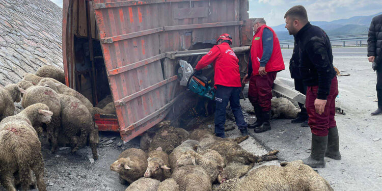 TIR kamyona arkadan çarptı; 1 kişi ve 52 koyun öldü