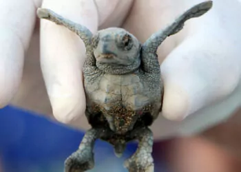 Deniz kaplumbağaları için önlem alındı; hedef 5 bin 300'den fazla yavru