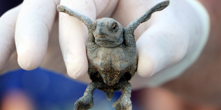 Deniz kaplumbağaları için önlem alındı; Hedef 5 bin 300'den fazla yavru