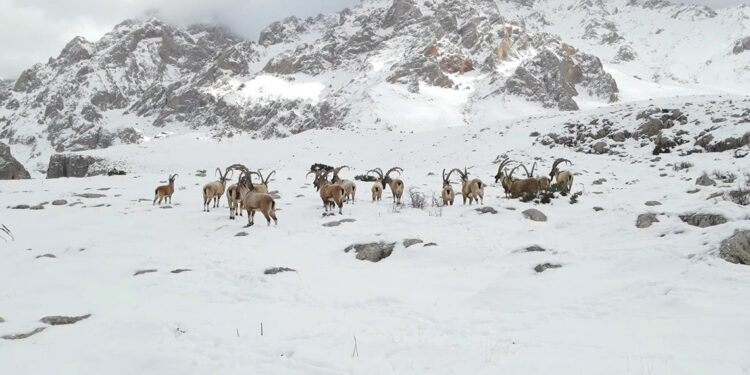 Yaban hayvanları için 114 ton yem
