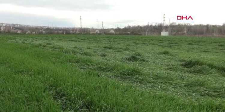 Yalancı bahara aldanan buğdayda, kökboğaz hastalığı görüldü