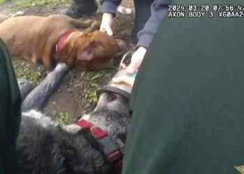 Yangından kurtarılan iki köpek, ilk yardımla hayata döndü
