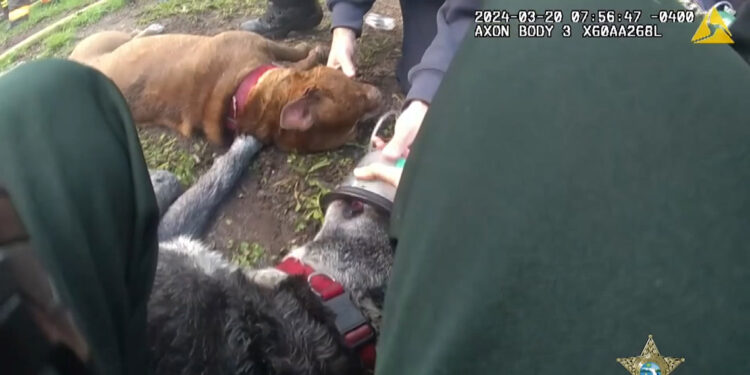 Yangından kurtarılan iki köpek, ilk yardımla hayata döndü