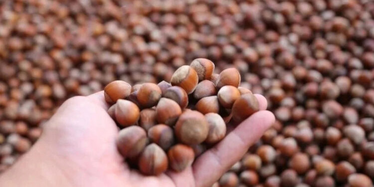 Yeterlilik derecesi en yüksek bitkisel ürün fındık