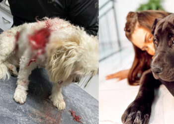 Banu Parlak'ın köpeği başka bir köpeği öldürdü
