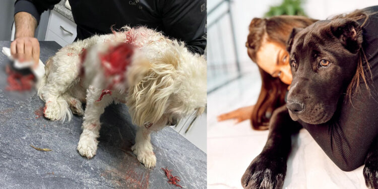 Banu Parlak'ın köpeği başka bir köpeği öldürdü