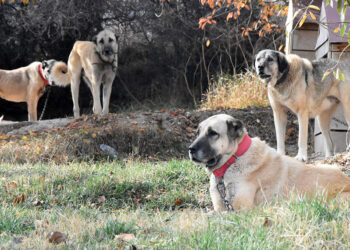 Kangal köpekleri iklim değişikliği nedeniyle eşleşmeye giremedi