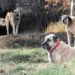 Kangal köpekleri iklim değişikliği nedeniyle eşleşmeye giremedi