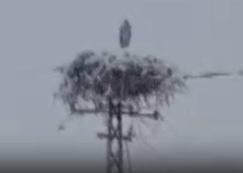 Baharın müjdecisi leylek karda kaldı