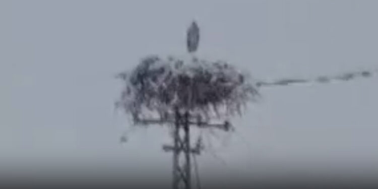 Baharın müjdecisi leylek karda kaldı