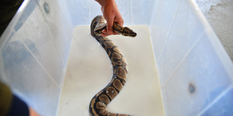 ‘Kraliyet pitonları’ süt banyosuyla deri değiştiriyor