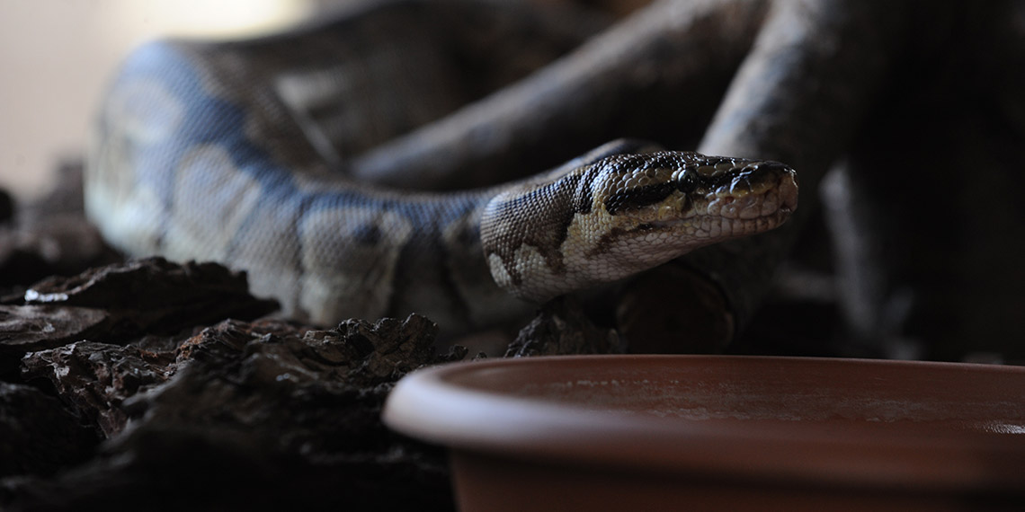 ‘Kraliyet pitonları’ süt banyosuyla deri değiştiriyor