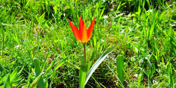 10 gün canlı kalabilen Manisa laleleri açtı, koparmana 387 bin lira ceza