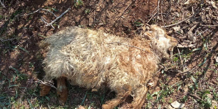 13 küçükbaş kurtların saldırısında öldü