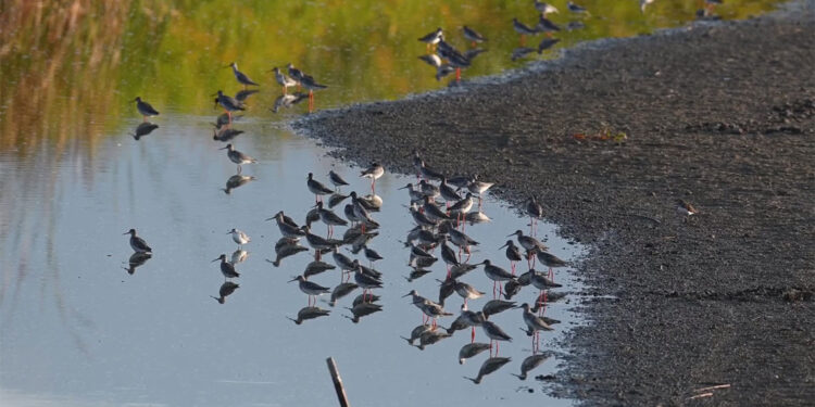 2023 yılında 190 türden 23 bin 794 kuş halkalandı