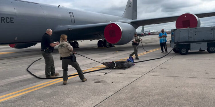 ABD'de bir timsah uçak pistine çıktı